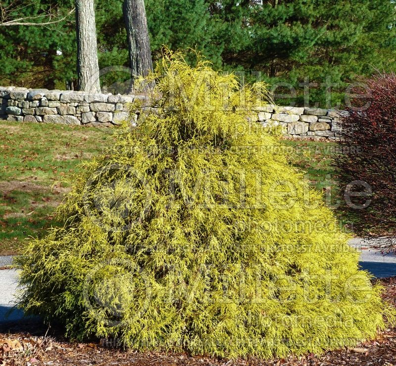 Chamaecyparis Filifera Golden Mop (False Cypress conifer) 19