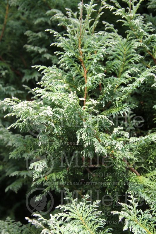 Chamaecyparis Snow (False Cypress conifer) 3