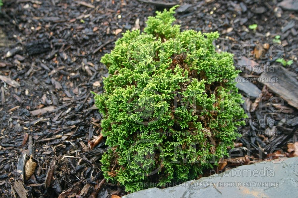 Chamaecyparis Tsukumo (False Cypress conifer - Faux cyprès) 2