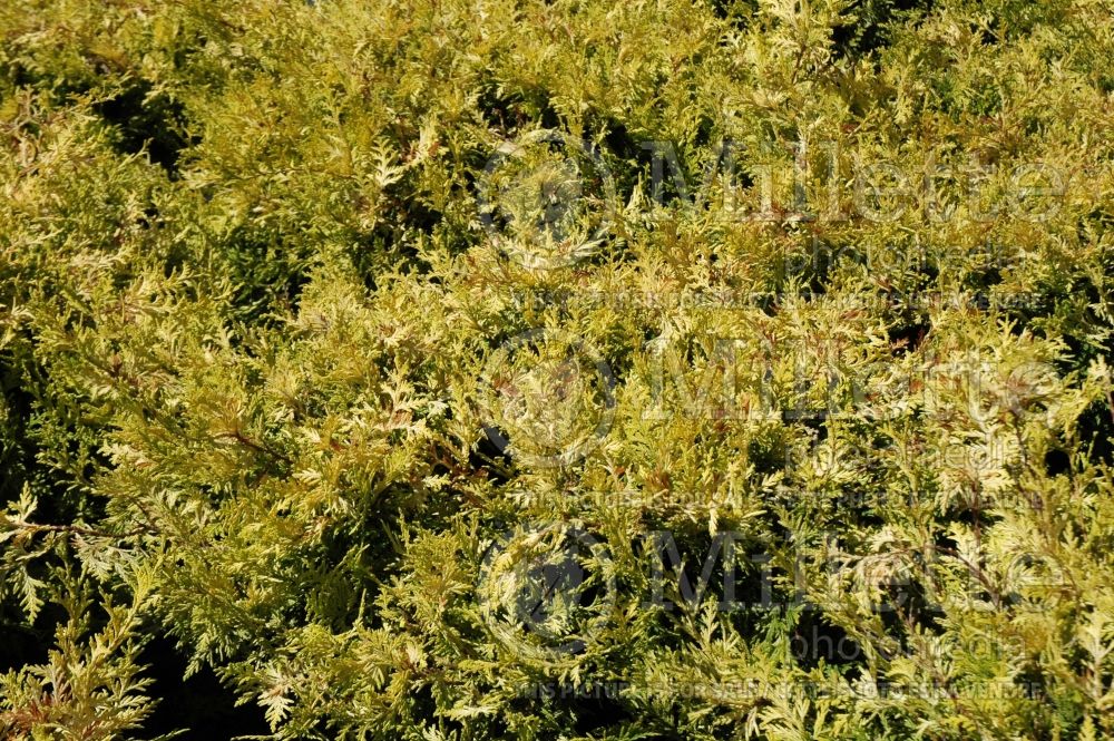 Chamaecyparis Vintage Gold (Sawara False Cypress conifer) 4 