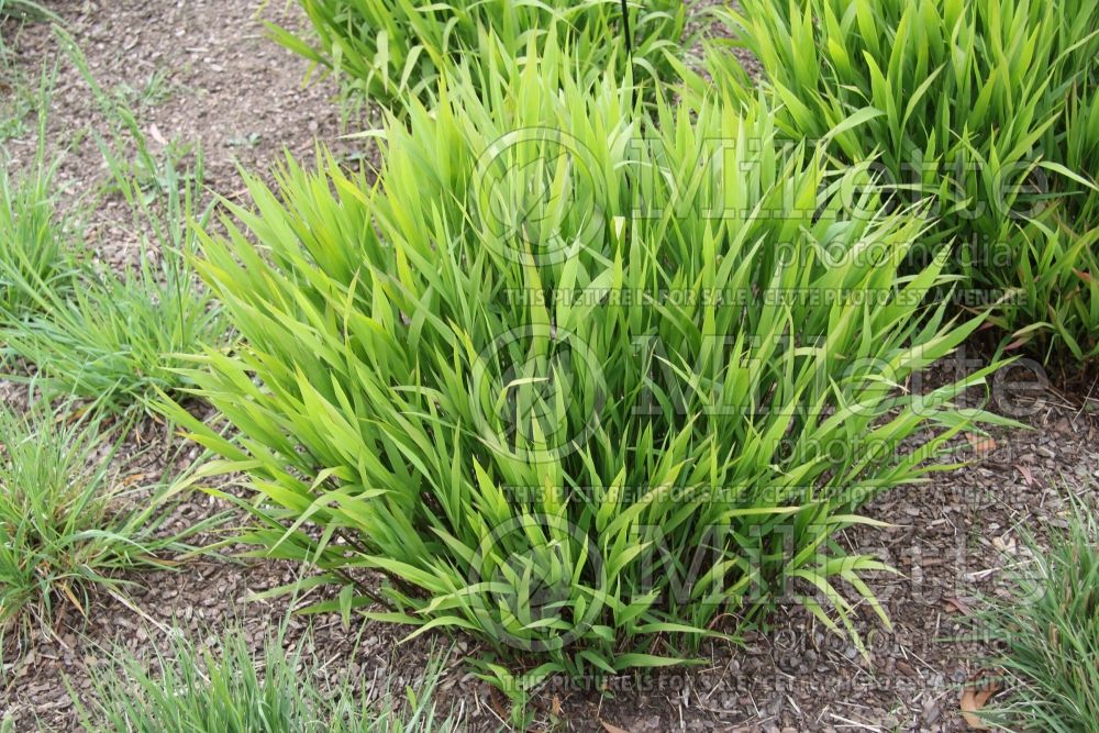 Chasmanthium latifolium (Indian woodoats ornamental grass) 5 