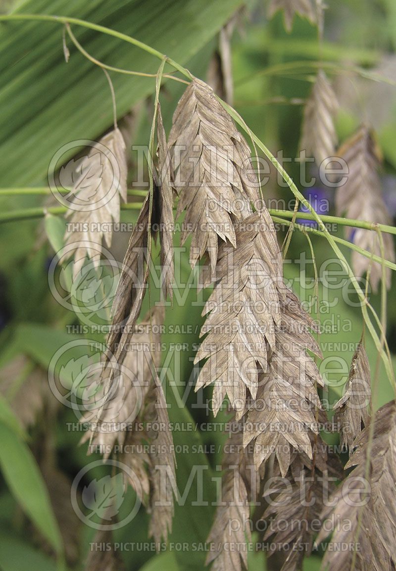Chasmanthium latifolium (Indian woodoats ornamental grass) 2 