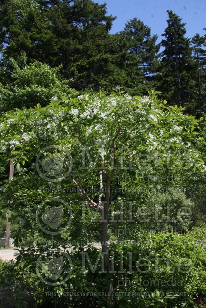 Chionanthus retusus (Chinese fringe tree) 5