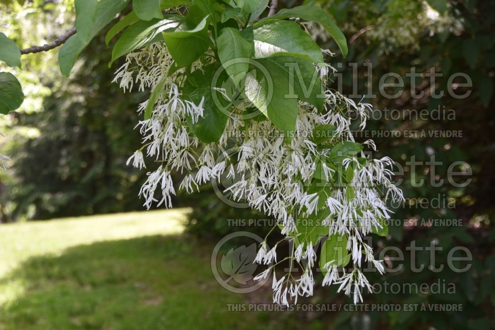 Chionanthus virginicus (Fringetree) 4