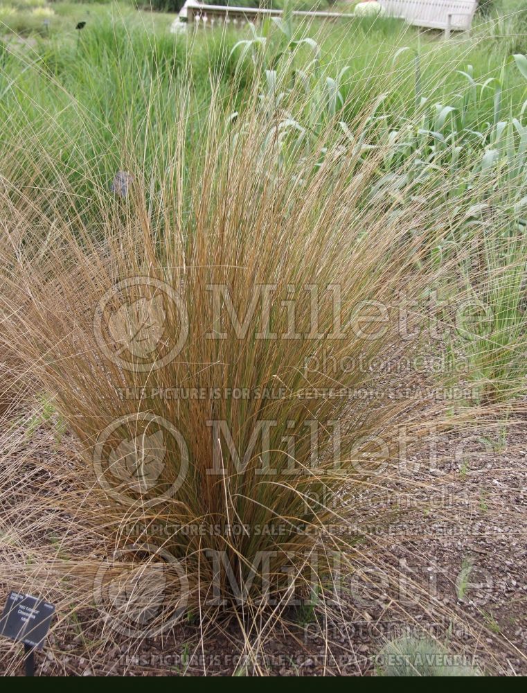 Chionochloa rubra (red tussock grass) 5 