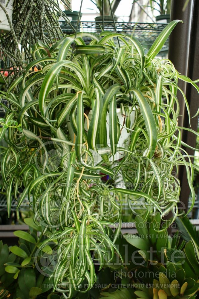 Chlorophytum Bonnie (Spider Plant) 1 