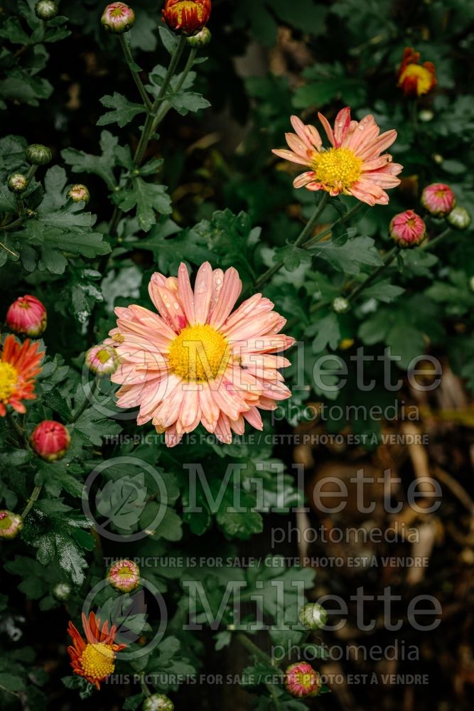 Chrysanthemum Mammoth Coral Daisy (Spider Mum) 1 