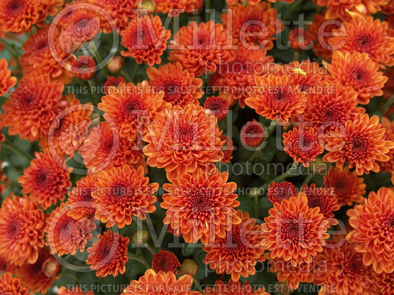 Chrysanthemum Ashley (Garden Mum) 1 