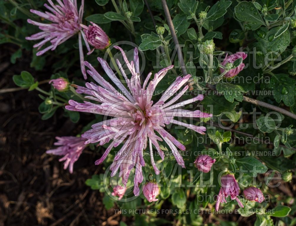 Chrysanthemum Centerpiece (Garden Mum) 2