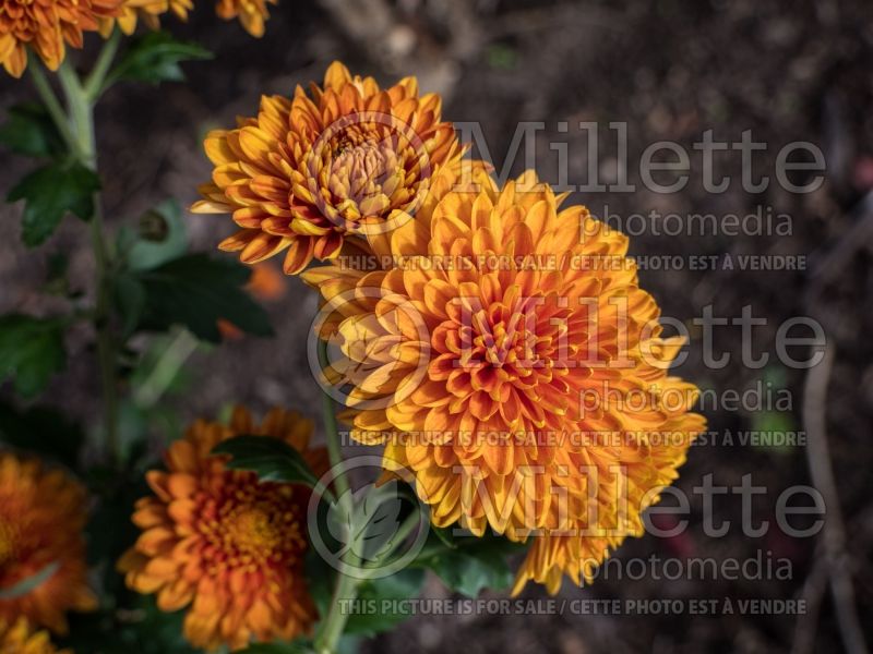 Chrysanthemum Coppersmith (Garden Mum) 2