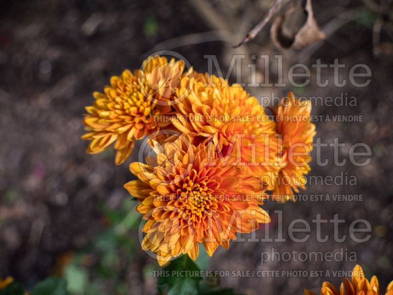 Chrysanthemum Coppersmith (Garden Mum) 3