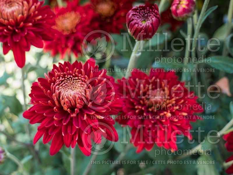 Chrysanthemum Dorothy Degn (Spider Mum) 2 