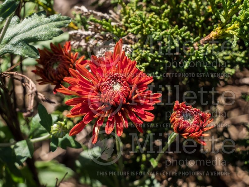 Chrysanthemum High Regards (Spider Mum) 3 