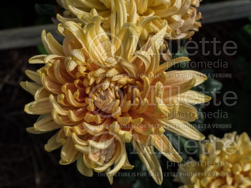 Chrysanthemum Homecoming (Garden Mum) 2