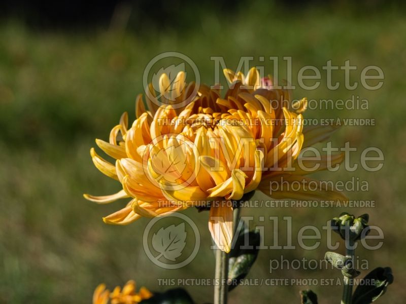 Chrysanthemum Homecoming (Garden Mum) 1