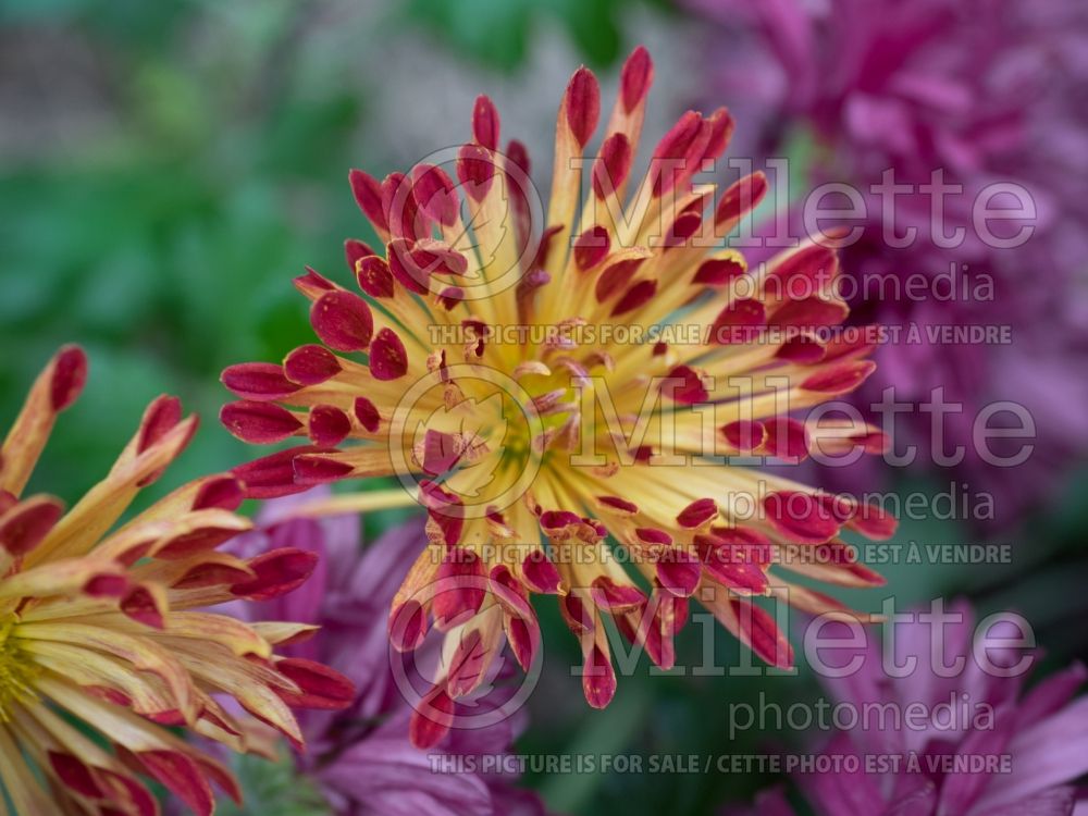 Chrysanthemum Matchsticks (Garden Mum) 4