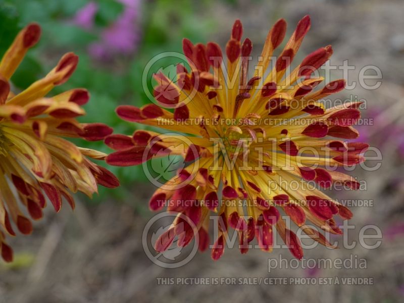 Chrysanthemum Matchsticks (Garden Mum) 6