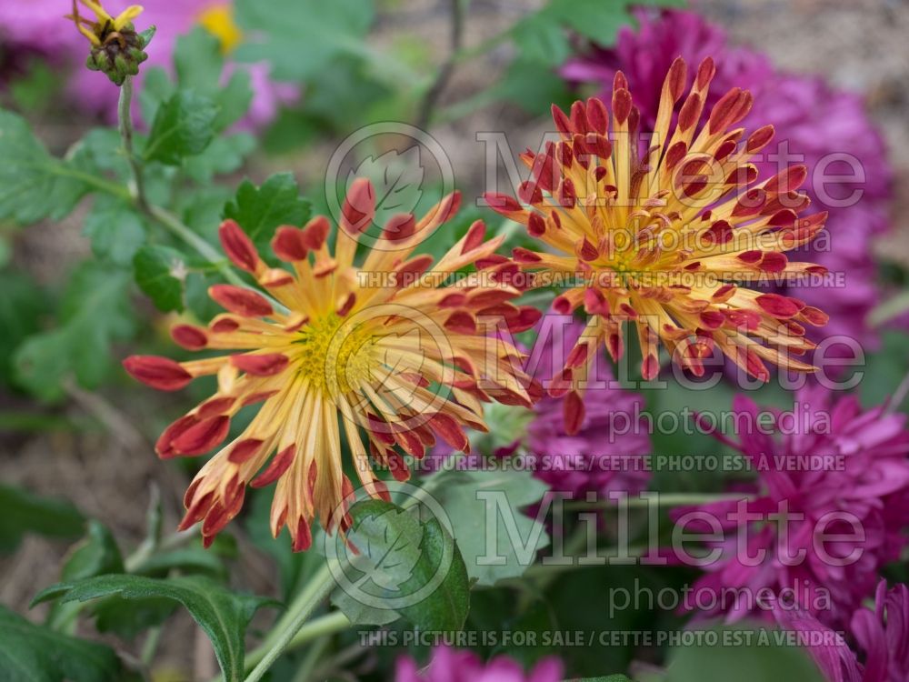 Chrysanthemum Matchsticks (Garden Mum) 7