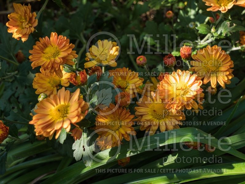 Chrysanthemum Autumn Bronze (Garden Mum) 2 