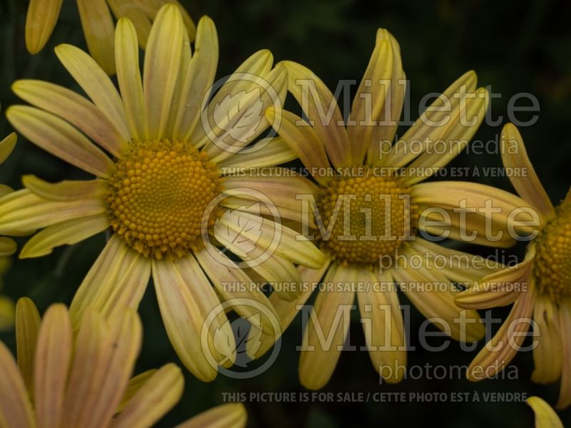 Chrysanthemum Mary Stoker (Garden Mum) 1 
