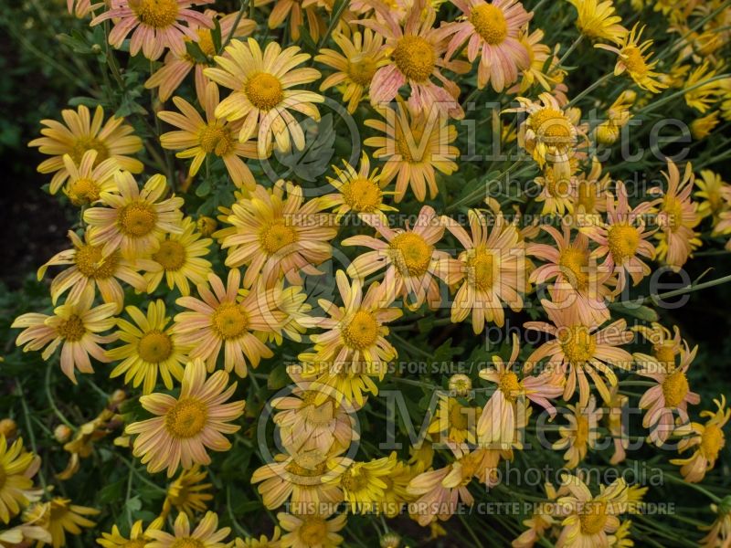 Chrysanthemum Mary Stoker (Garden Mum) 4 