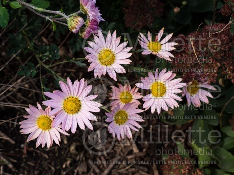 Chrysanthemum Sheffield Pink or Hillside Pink (Garden Mum) 1