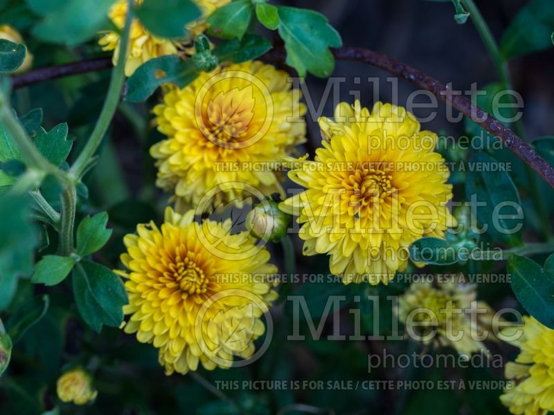 Chrysanthemum Zonta (Garden Mum) 2