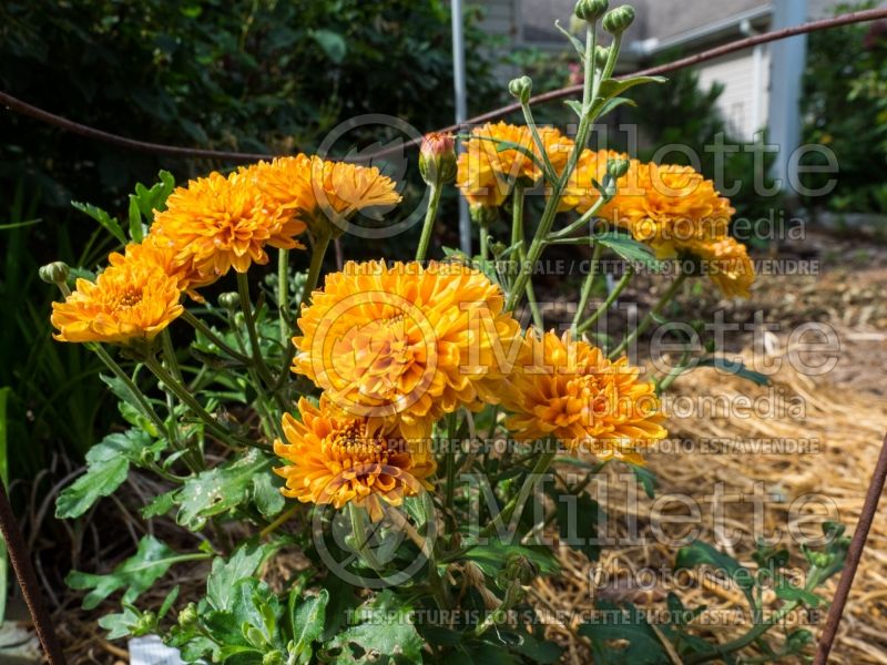 Chrysanthemum Zonta (Garden Mum) 1