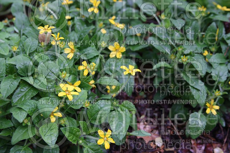 Chrysogonum virginianum (Green-and-Gold) 3