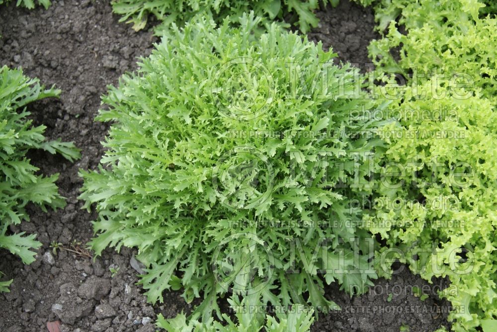 Cichorium Rhodos (Endive lettuce vegetable) 1