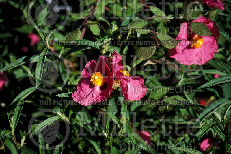Cistus Purpureus (Sun Rose, Orchid Rock Rose) 1