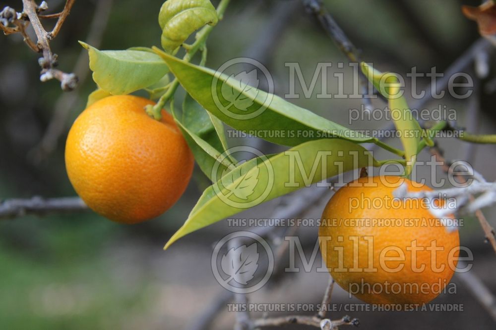 Citrus mitis aka Citrofortunella microcarpa (Calamondin) 6 