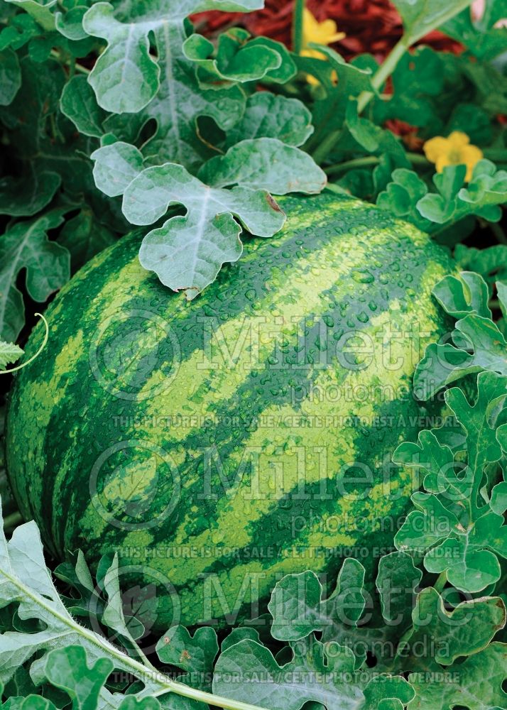 Citrullus Lambkin (Watermelon) 1 
