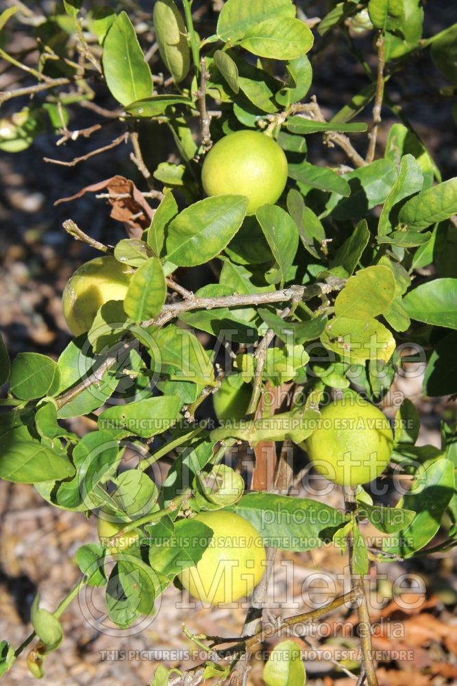 Citrus aurantifolia (Mexican Lime Key lime) 6 