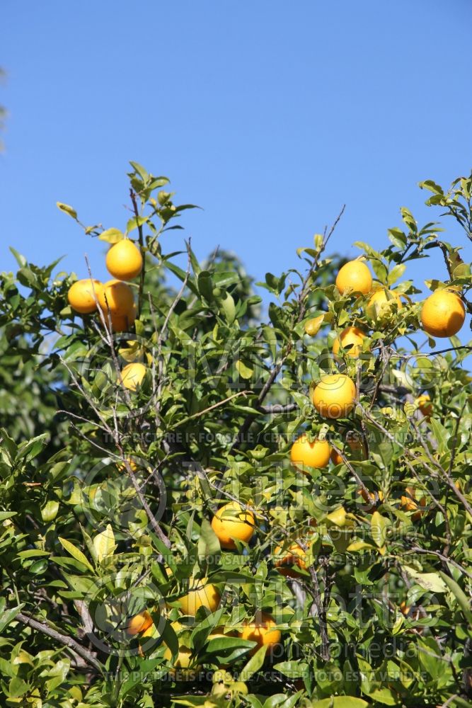 Citrus aurantifolia (Mexican Lime Key lime) 8 