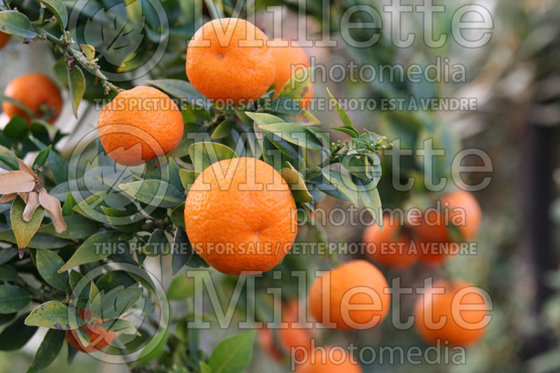 Citrus aurantifolia var. myrtifolia (Myrtle-leaved orange) 1 