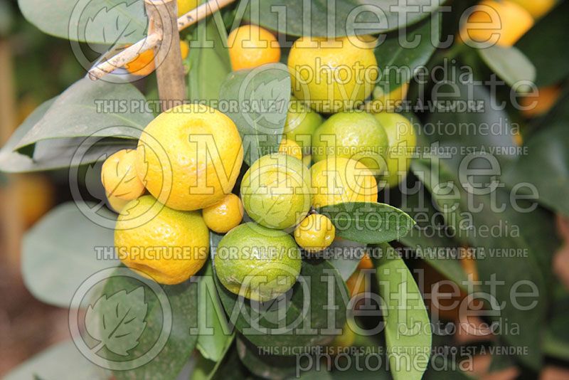 Citrus mitis aka Citrofortunella microcarpa (House plant orange)  8