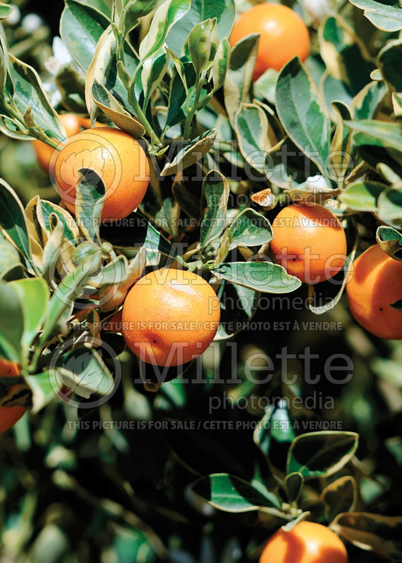 Citrus Variegata (Calamondin orange) 1 