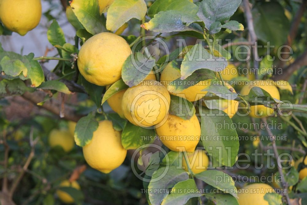 Citrus Eureka (Lemon) 5 