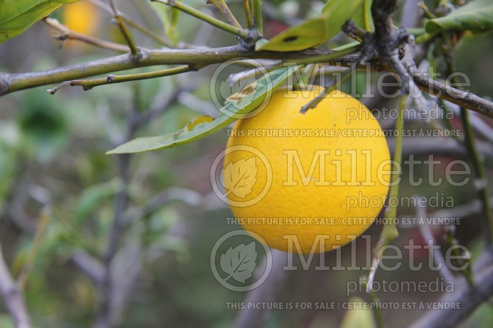 Citrus Improved Meyer (lemon) 2 