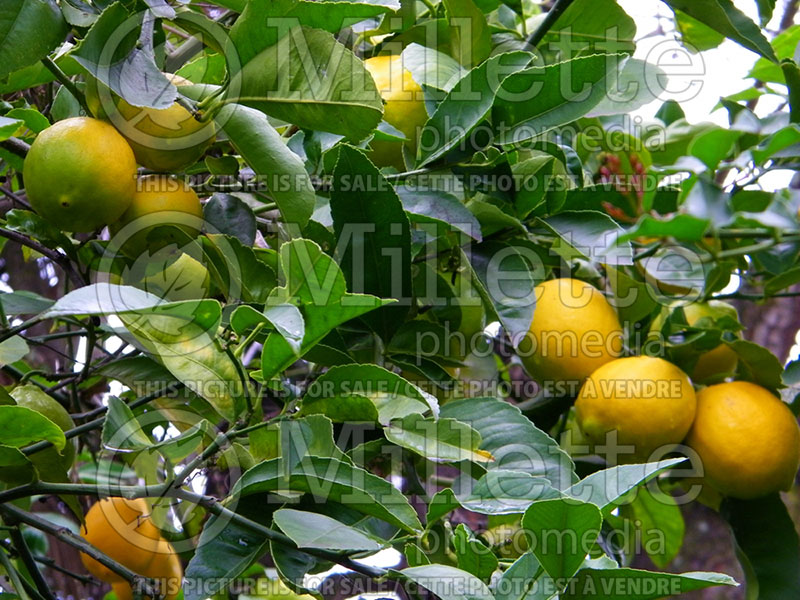 Citrus limon (Lemon tree lemon) 4 