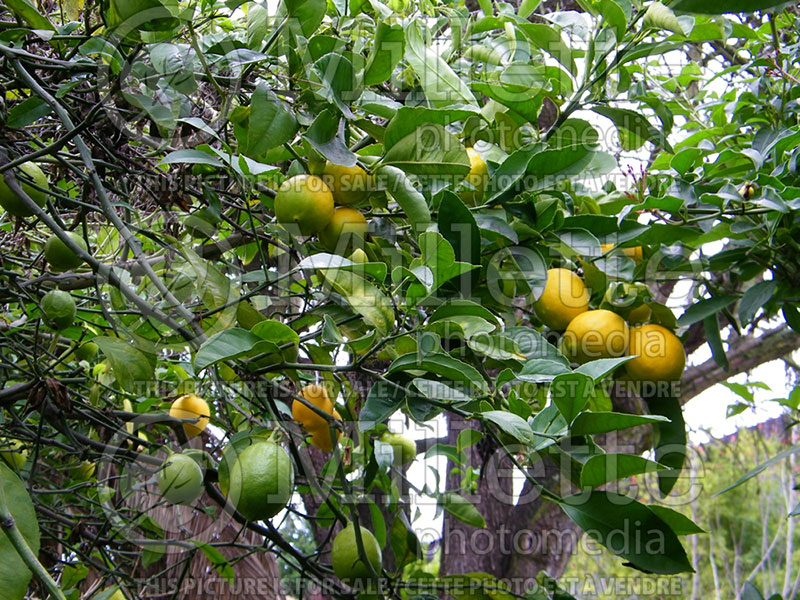 Citrus limon (Lemon tree lemon) 5 