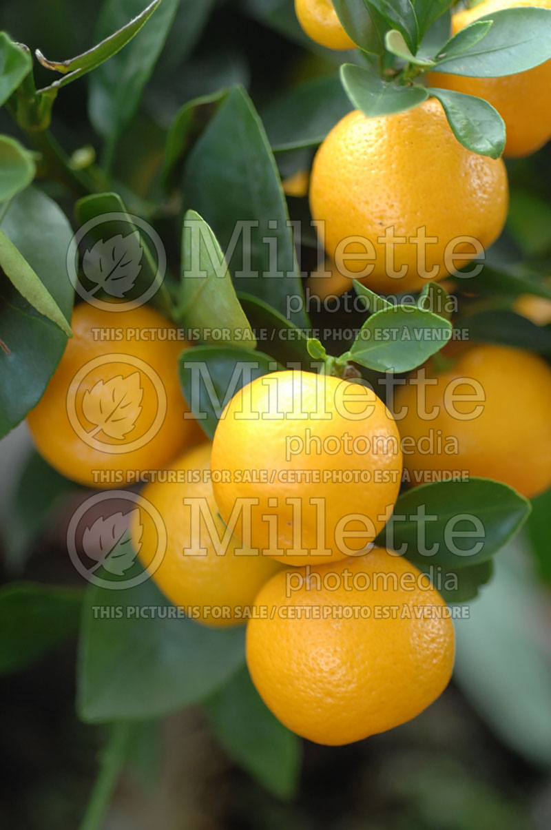 Citrus mitis aka Citrofortunella microcarpa (Calamondin) 4 