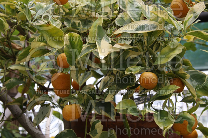 Citrus Variegata (Calamondin orange) 3 