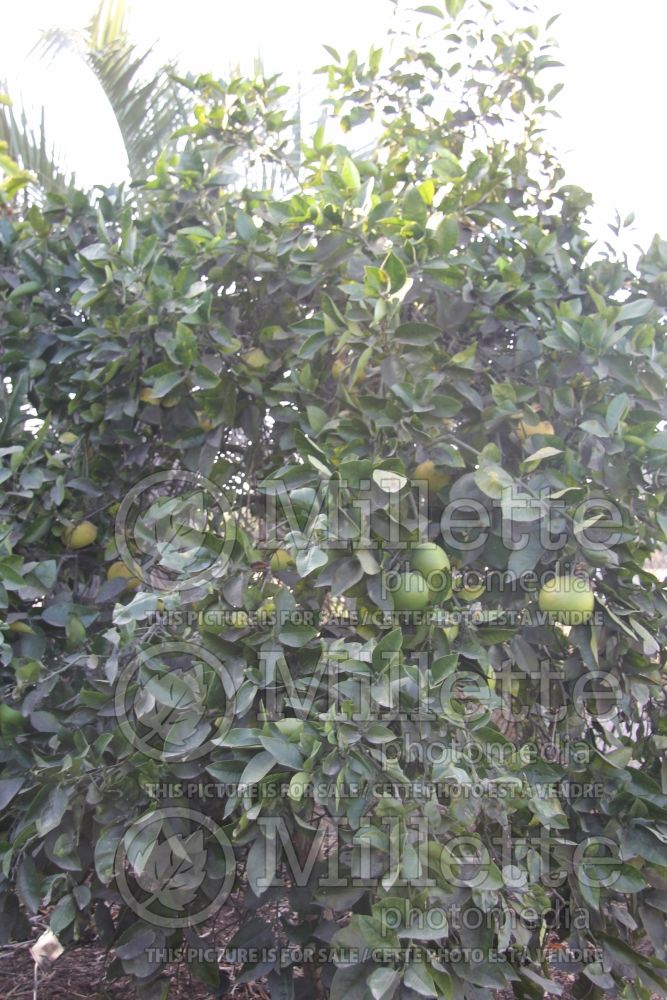 Citrus Oro Blanco aka Oroblanco (grapefruit Tree) 3 