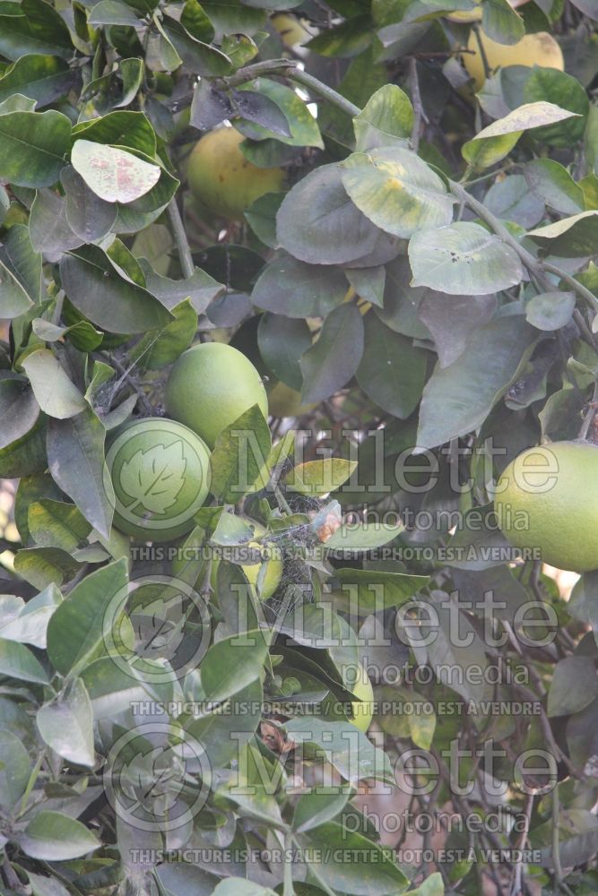 Citrus Oro Blanco aka Oroblanco (grapefruit Tree) 2 