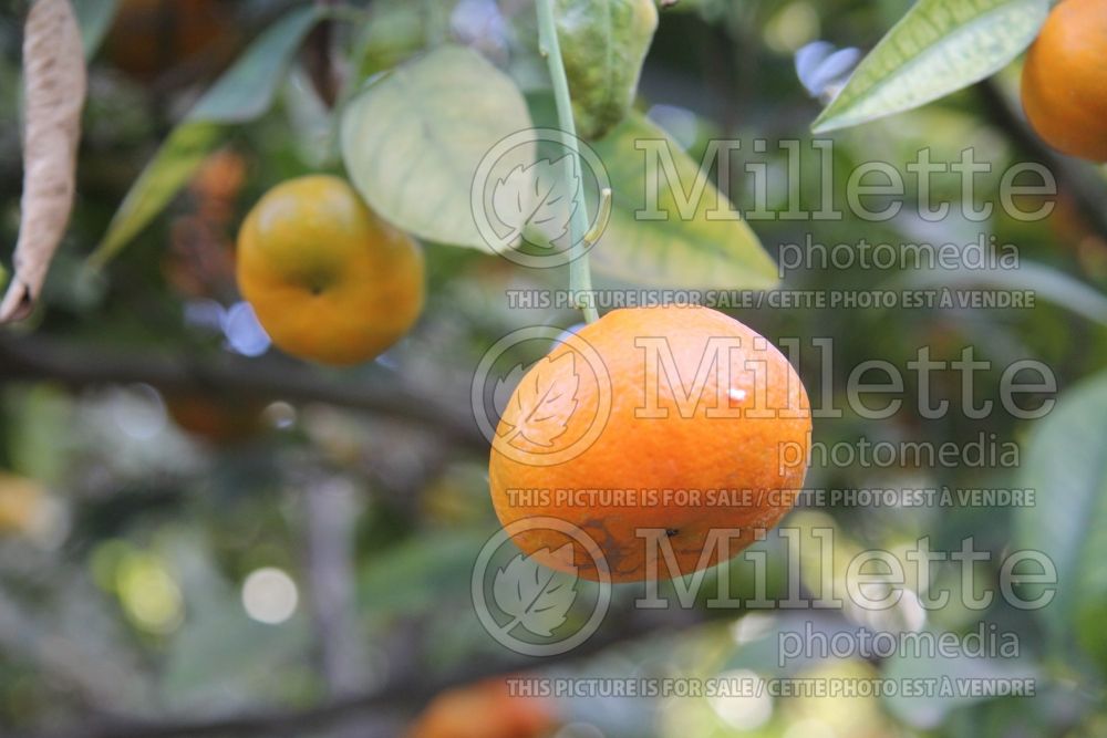 Citrus Dancy (mandarin Tree) 2 