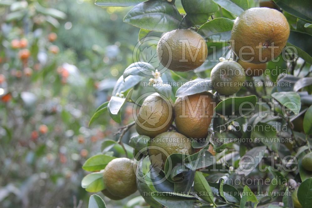 Citrus Honey (mandarin Tree) 1 