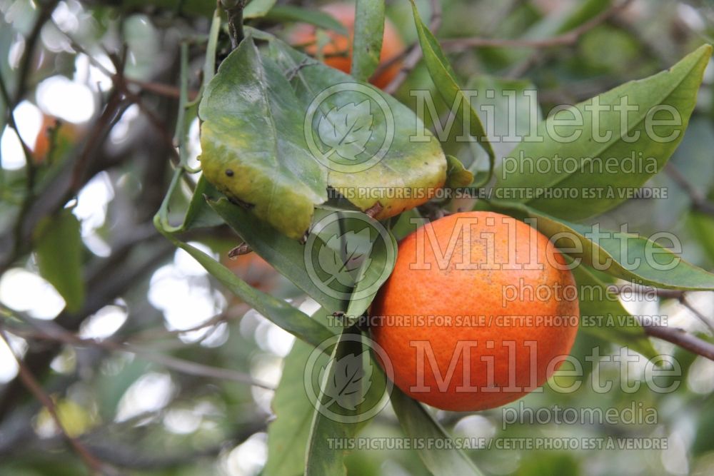 Citrus Lee (mandarin Tree) 2 
