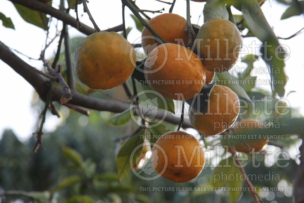 Citrus Ugli (mandarin Tree) 2 